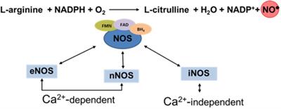 Crosstalk Between Nitric Oxide and <mark class="highlighted">Endocannabinoid Signaling</mark> Pathways in Normal and Pathological Placentation